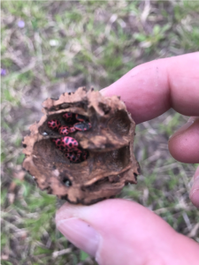 Ladybugs in Walnut