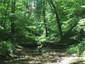 Dog in forest